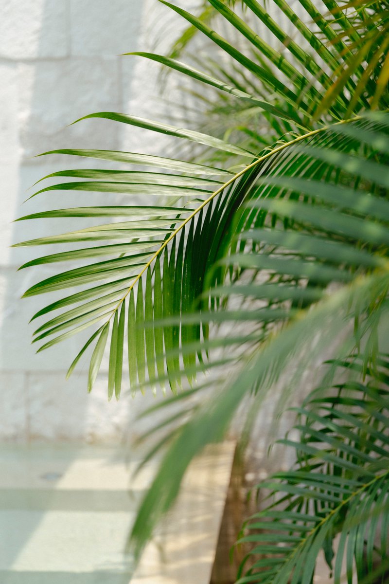 Patterns of nature.
🌴
Details and movements that make you want to extend your hand and live #ChableYucatan with all of your senses. From your room, wonder with all the natural textures untouched.
〰️
#ChableHotels #LeadingHotelsoftheWorld #LHW #Yucatan #RedefiningWellness