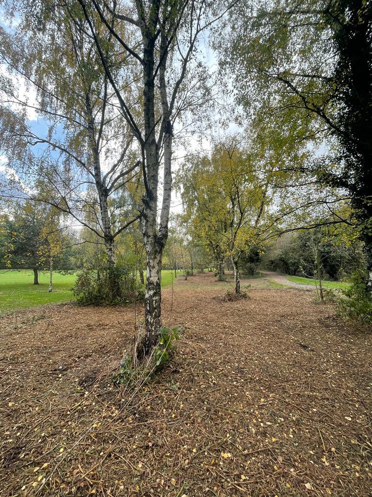 Work continues tidying up the plantations that have become overgrown with brambles and weeds.