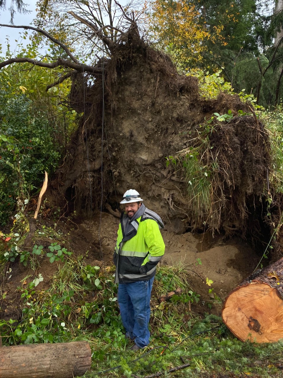Snohomish County PUD on Twitter "We've seen some massive fallen trees