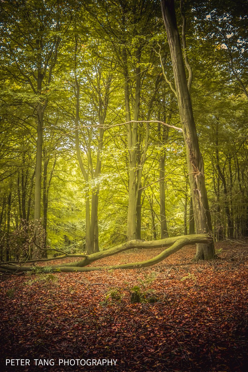 FALLEN
#photooftheday #woodlands  #woodlandphotography #naturetherapy #nature #naturephotography #canonuk #discovernature #explore #gardenofengland #autumnvibes #autumn #forestlovers
