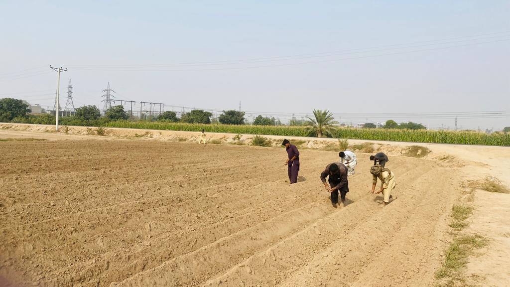 Chickpea_Lab's tweet photo. #ChickpeaNews 
Chickpea ridge as well as flat sowing completed on 2 hectares at Post-graduate Agricultural Research Station (PARS), @UniversityofAg2 
#Chickpeas 
#ProteinLegumes
#Pulses https://t.co/KWleqxpSB1