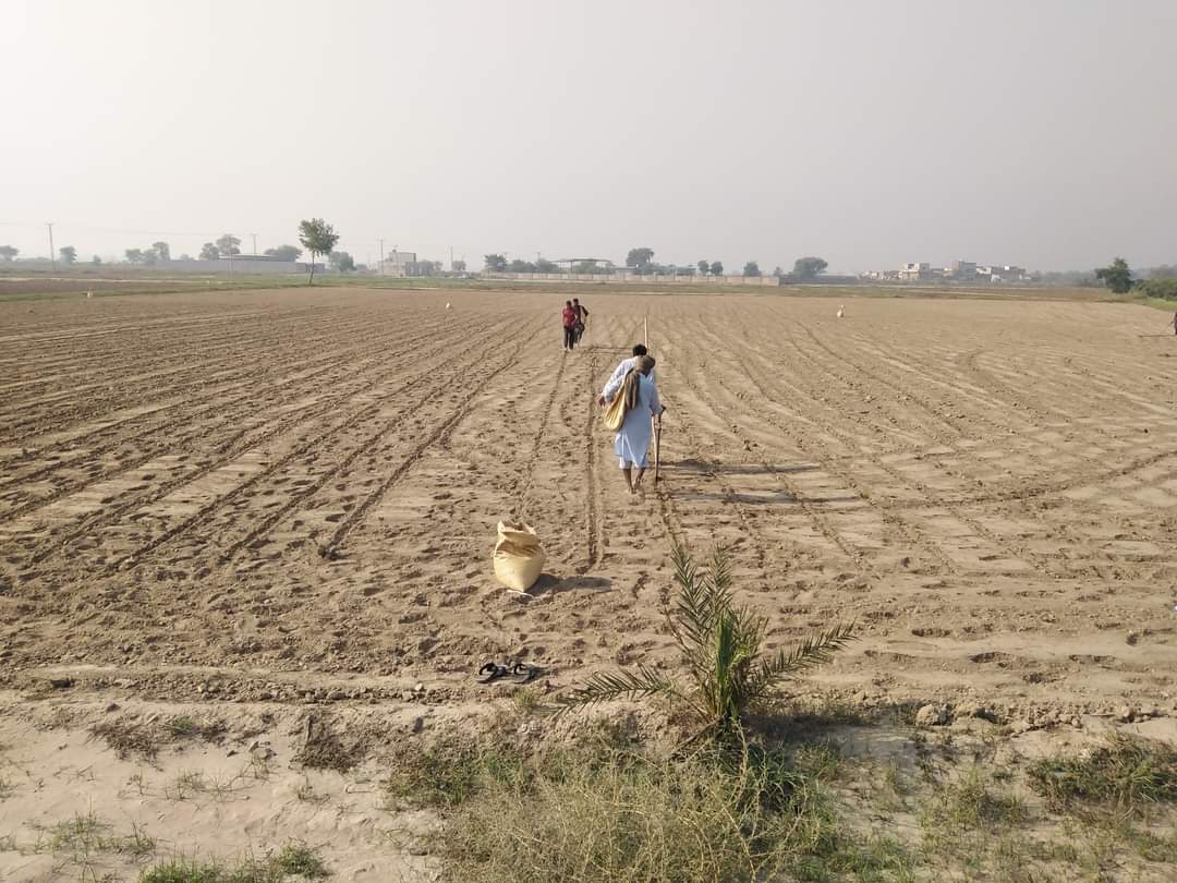Chickpea_Lab's tweet photo. #ChickpeaNews 
Chickpea ridge as well as flat sowing completed on 2 hectares at Post-graduate Agricultural Research Station (PARS), @UniversityofAg2 
#Chickpeas 
#ProteinLegumes
#Pulses https://t.co/KWleqxpSB1