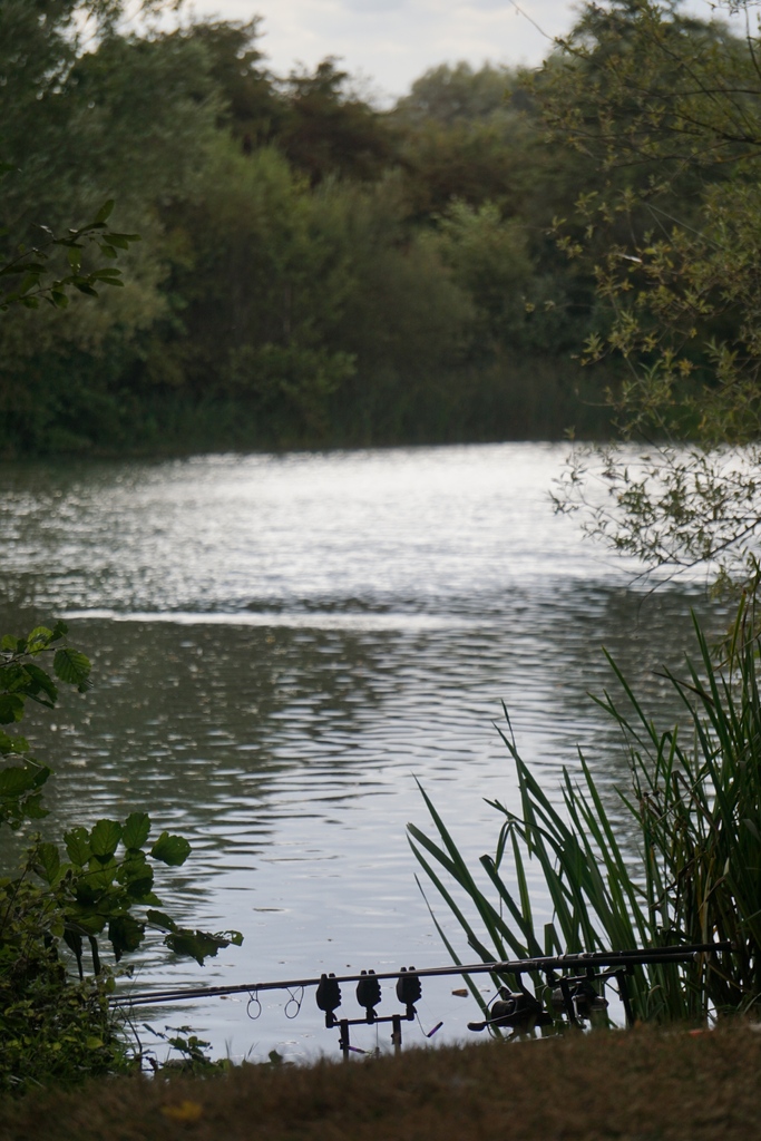 CarpCafe tweet media