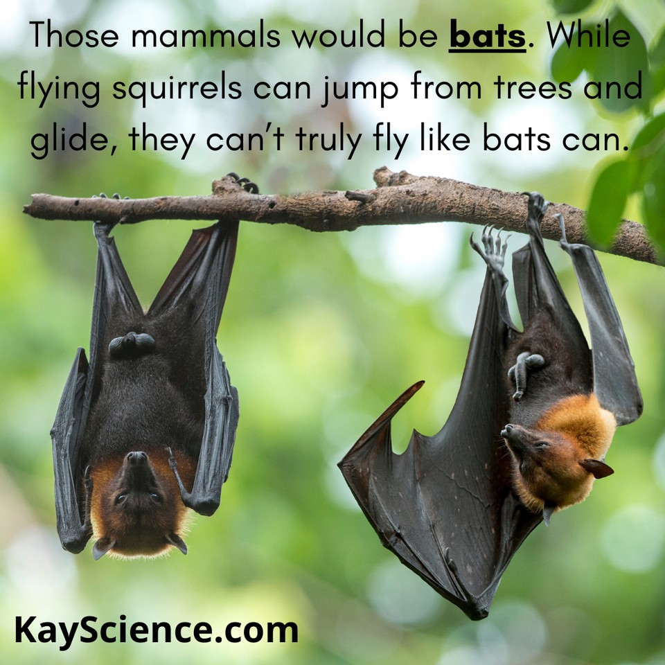 KayScience.com tweet media