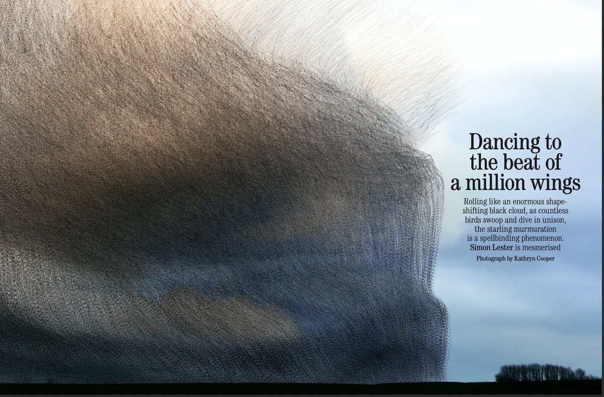 Kathryn Cooper (@kathcooper01) on Twitter photo Thank you for featuring one of my images <a href="/Countrylifemag/">Country Life</a> in this week's issue. Wonderful accompanying article and always a thrill to see my own work in print!
Credit: Country Life Nov 9th 2022
#starlings #murmuration <a href="/UkStarlings/">UK Starlings</a> #birdphotography #canon #girlswhoclick Thank you for featuring one of my images <a href="/Countrylifemag/">Country Life</a> in this week's issue. Wonderful accompanying article and always a thrill to see my own work in print!
Credit: Country Life Nov 9th 2022
#starlings #murmuration <a href="/UkStarlings/">UK Starlings</a> #birdphotography #canon #girlswhoclick