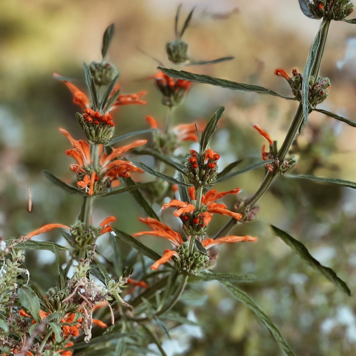 Our flower garden in bloom and delivering daily joy.