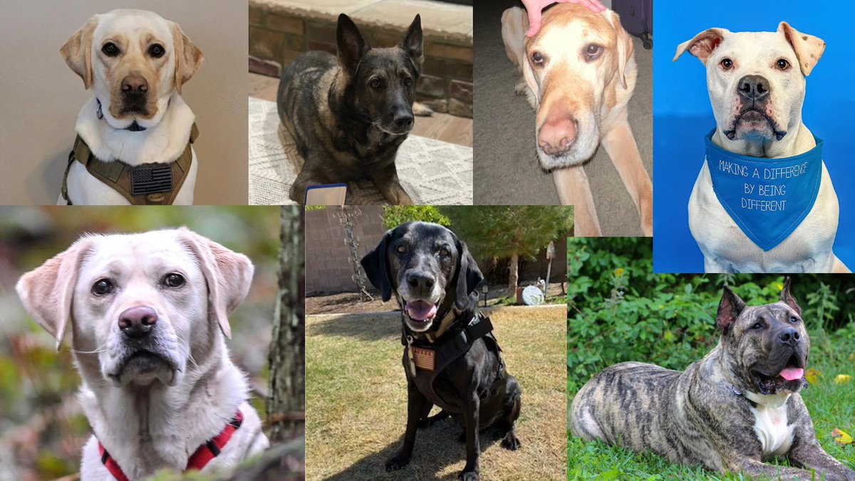 Hero Dog Awards (@herodogawards) on Twitter photo The 2022 #HeroDogAwards broadcast will air to <a href="/CircleAllAccess/">Circle All Access</a> on December 6 at 9 p.m. ET! Be sure to tune in and meet this year’s extraordinary Hero Dogs! All are bona fide heroes in our book. The 2022 #HeroDogAwards broadcast will air to <a href="/CircleAllAccess/">Circle All Access</a> on December 6 at 9 p.m. ET! Be sure to tune in and meet this year’s extraordinary Hero Dogs! All are bona fide heroes in our book.