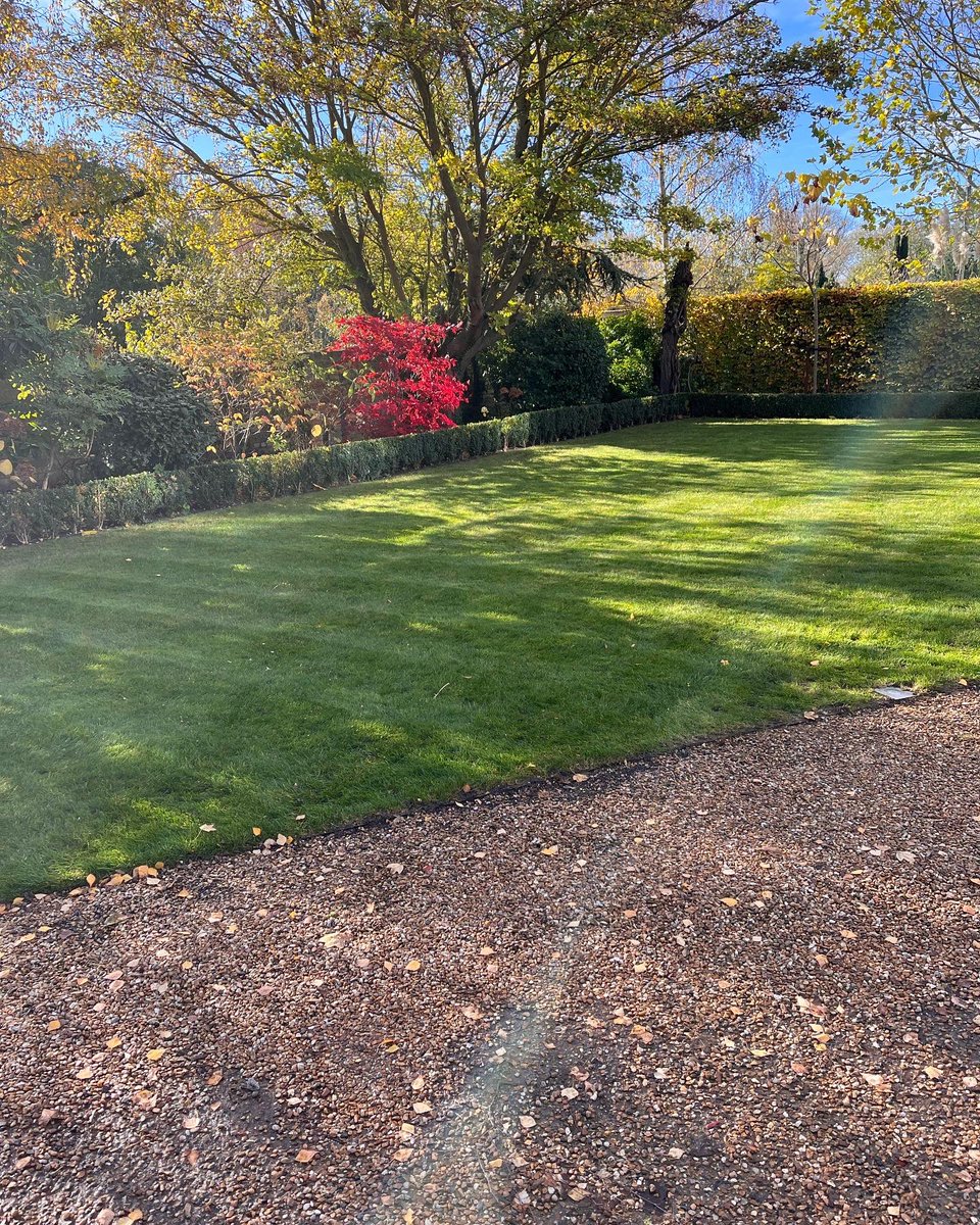 Then more tidying&amp;clearing- I had Silver Birch leaves &amp; Salix/Willow as worst for lawns but Sycamore Samaras have to take it!- there were so many &amp;mower not guaranteed to pick them up,had to blow first.This one needs some much needed TLC in Spring too. #leaves🍁 #sycamore #lawn