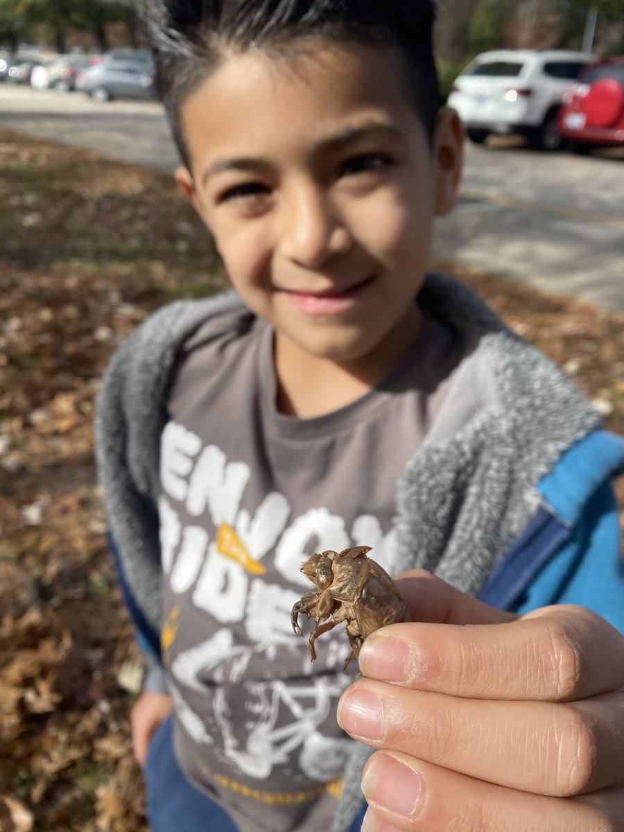 Outdoor learning moment in <a href="/MrsPearsonNC/">Faye Pearson</a> 2nd grade <a href="/MECME_School/">MillbrookElem</a> When the wind blows away the leafs that students are using to model arrays, you go collect acorns instead, and discover what a cicada is along the way. #edu #outdoorlearning #wcpss #math #getoutside
