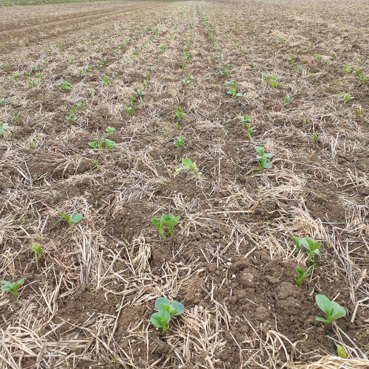 GuyotVincent02's tweet photo. Suite à mon essai du T-drill #guilbart pour le semis des féveroles d'hiver le 20 octobre en direct sur chaumes d'orge de printemps, je suis confiant pour le reste de ma parcelle #SpaceMontain . Ca va le faire, #justdoit https://t.co/3A9V37U3Jg
