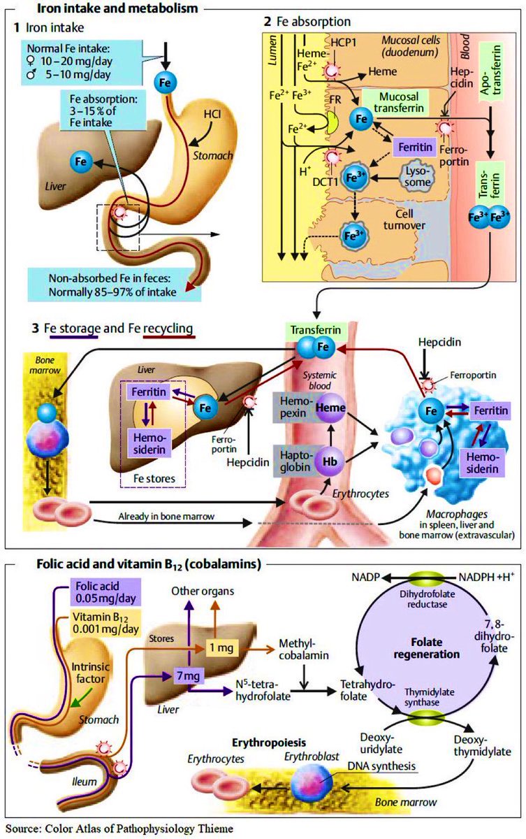 Paul_Wischmeyer's tweet photo. 📌 Iron, Folic Acid, Vit B12 Intake &amp; Metabolism 
#MedEd #MedTwitter #FOAMed 

H/T @NutrioSci https://t.co/xEMKyhrHRg