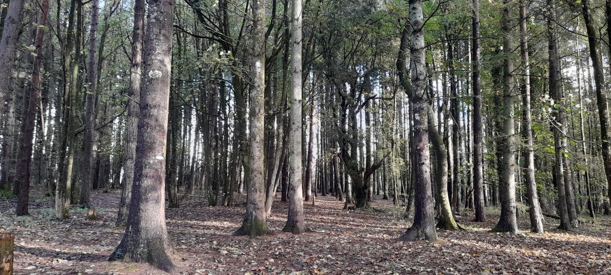 The sun has come out just in time for year 4 from @Maesyrhaulps for their school trip !! #outdoorlearning #schooltrip