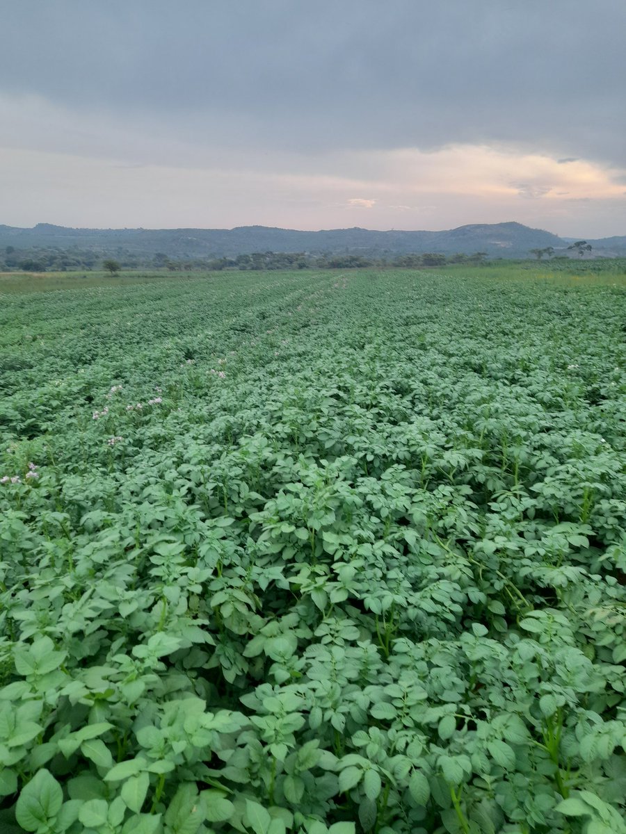 tubertek's tweet image. Tubertek Agronomist visiting trial block for new varieties.