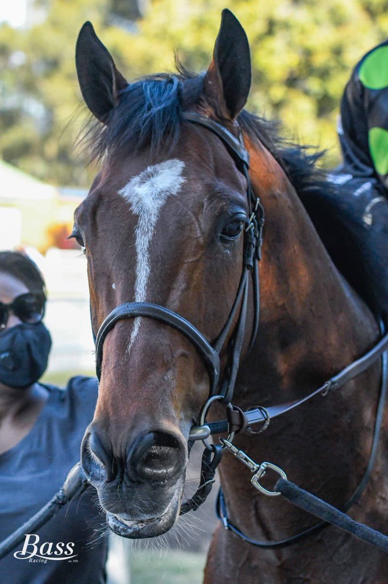 Today we retired Majestic Mozart. A beautiful horse who won 5 races and gave us so much joy, bringing strangers together. More importantly, it’s always been about him and we’ve found him a loving home where he’ll live out the rest of his days. Thanks for everything big fella