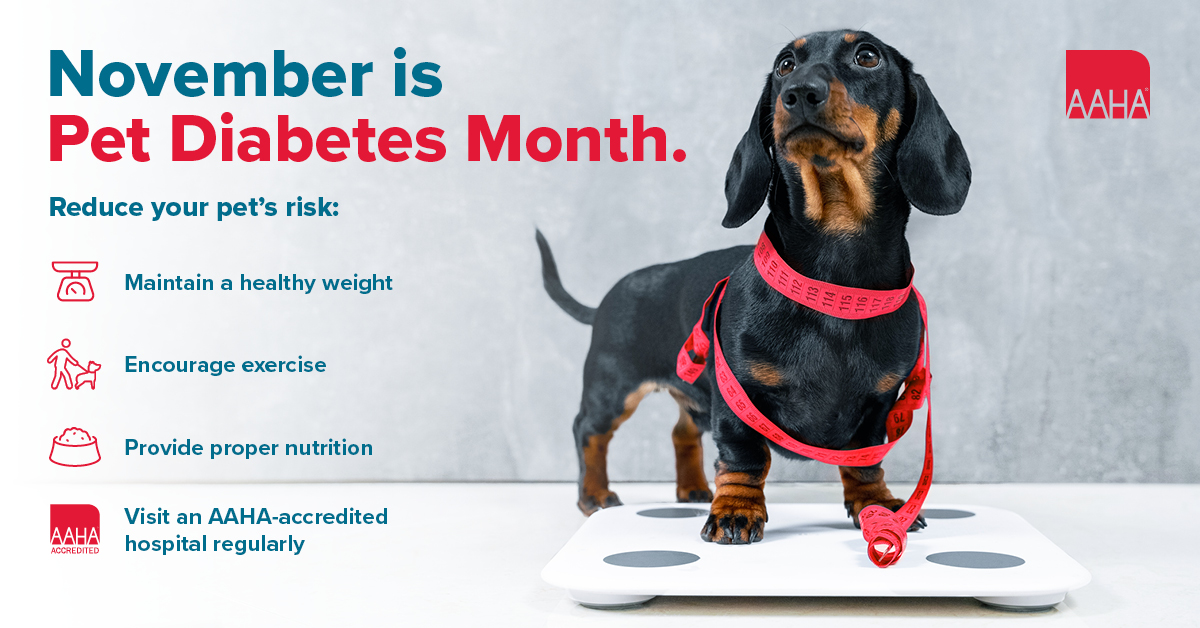 Tweet by American Animal Hospital Association