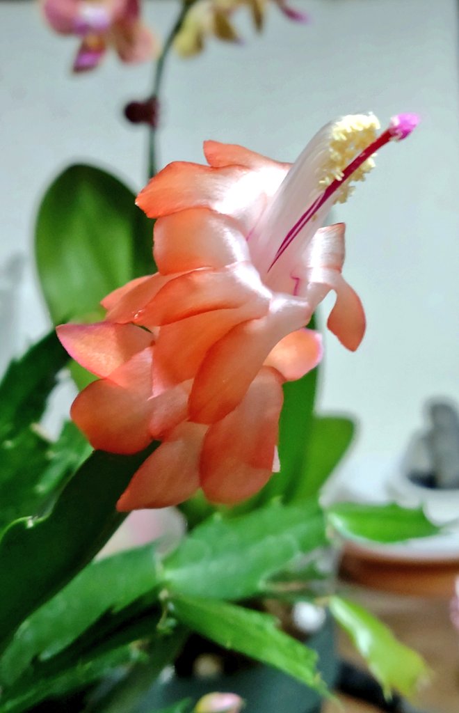 <a href="/7676sinpusha/">心風舎（僧侶が伺う出張受取永代供養サービス）</a> 🌠🌉✨こんばんは👐!🍁紅葉も深まりつつ🏕🍂葉が舞い落ちる🌇今日この頃です!🍄😀今日も一日お疲れ様でしたぁ〜!🌈明日も🍀良き一日になりますように!🤗♯お花