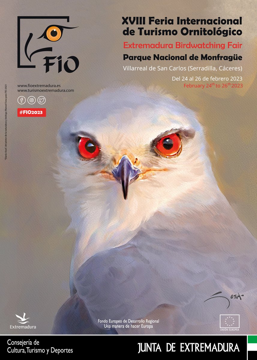 #FIO2023 se celebrará del 24 al 26 de febrero en Monfragüe. Hoy se han anunciado las fechas y el cartel de la 18ª edición en la reunión anual del Club <a href="/birdextremadura/">BIRDING IN EXTREMADURA</a>, celebrada en Alange. 

La imagen es obra del ilustrador Manuel Sosa y en ella puede verse un elanio común. Hilo