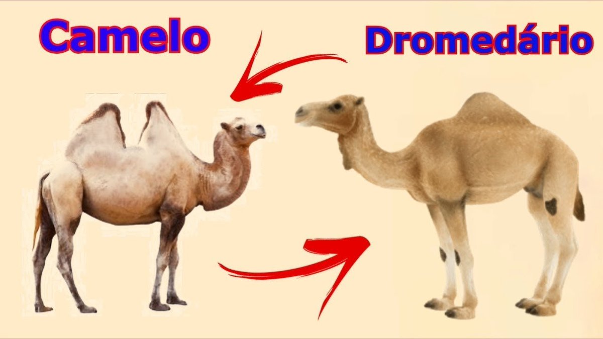 PedroHTunes's tweet photo. Você lembra alguma vez em que você falou o nome de um bicho e te corrigiram na internet?

Existem grandes chances de terem te corrigido desnecessariamente.

Venha conhecer alguns casos em que, provavelmente, quem te corrigiu só estava sendo chato (sem saber) https://t.co/7McJlDfw1o