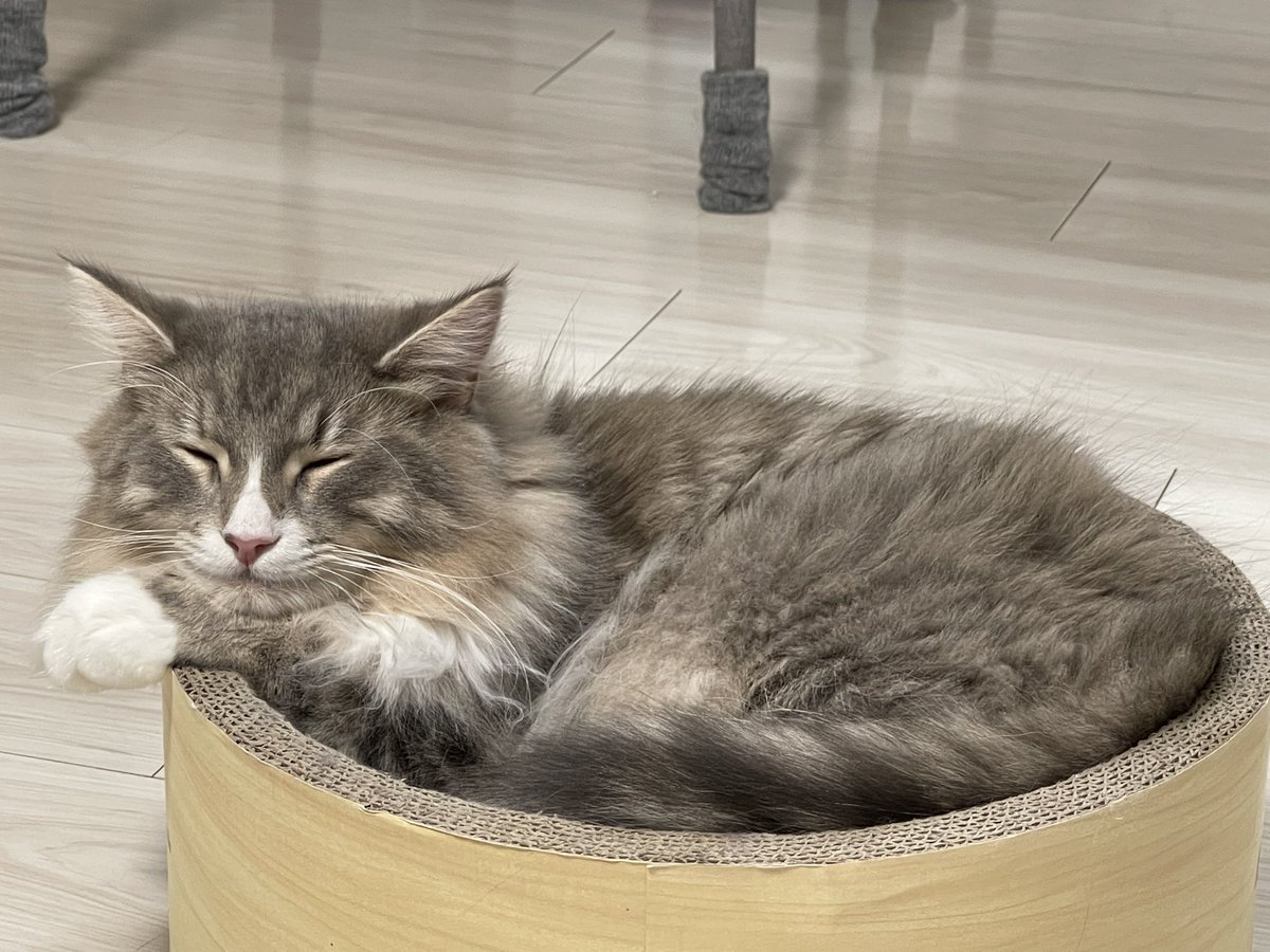MerRoi06181209's tweet photo. 笑顔でおやすみ
#猫のいる幸せ https://t.co/CqRhjuPy1Y