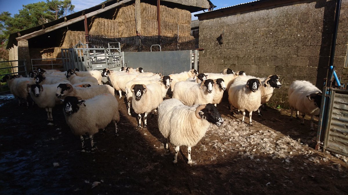 My lovely new sheep 😊#RoughFell