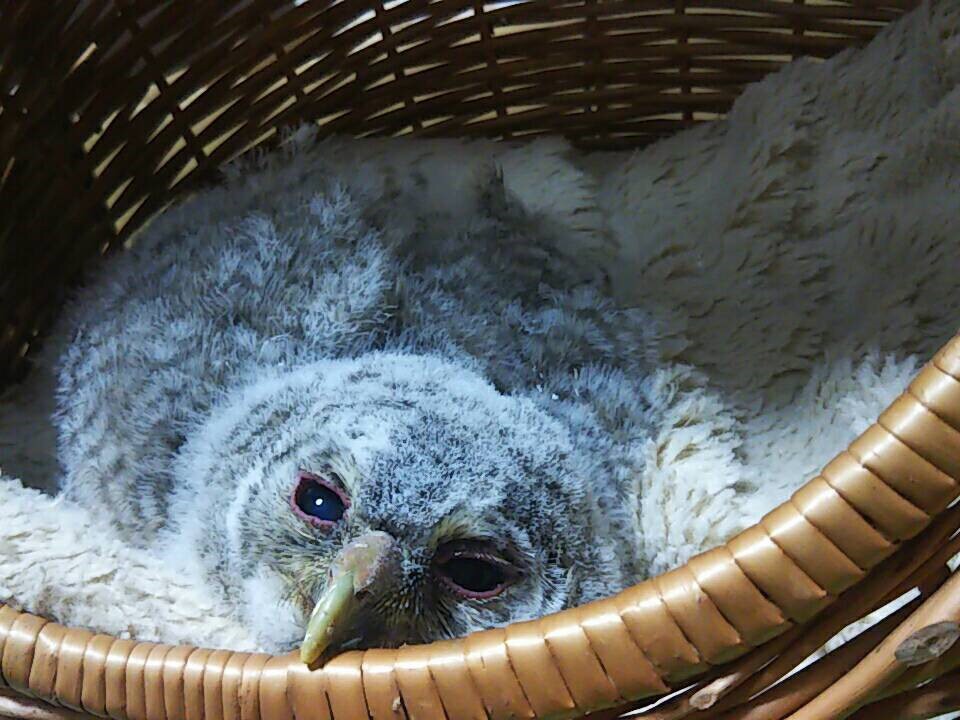 silverFukuko's tweet photo. #お迎えしたばかりの頃の自慢の一枚見せて

えらべませんでした😝 https://t.co/rctSnrv1ug