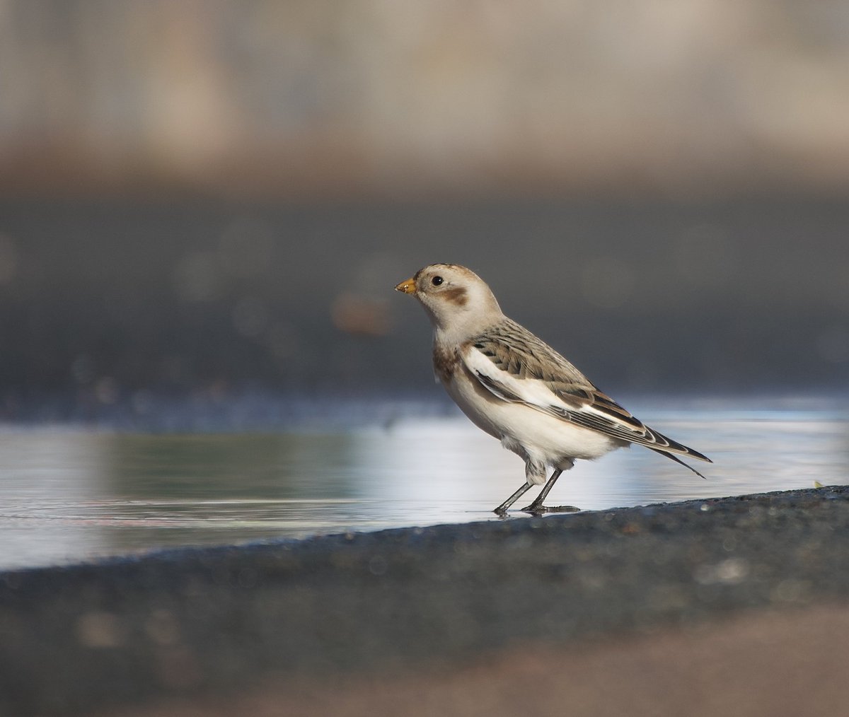 Beautiful ad.male (I believe) Snow Bunting at Goodrington Sands this morning #paignton #devonbirds #birding also Long-tailed Duck present  with 3 Common Scoter, Red-throated Diver and 2 Great-northern Divers seem from 3 Beaches headland