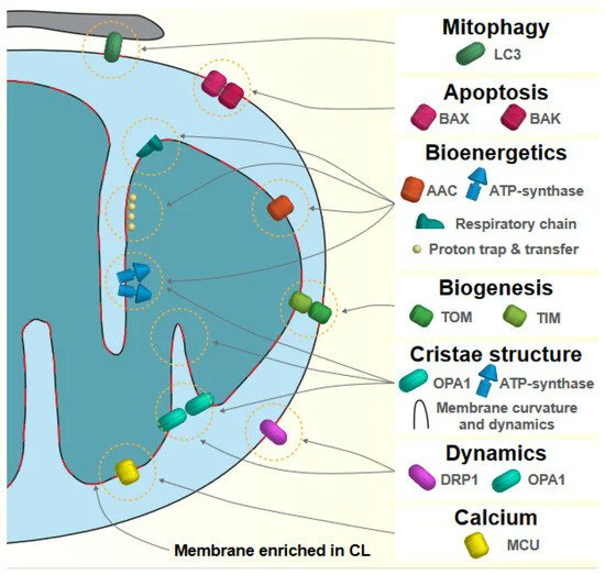 Cardiolipin Alterations during Obesity: Exploring Therapeutic Opportunities mdpi.com/1934370 #mdpibiology via <a href="/Biology_MDPI/">Biology MDPI</a> <a href="/unige_en/">UNIGE_en</a> <a href="/UPECactus/">UPEC</a> 

#mitochondrial inner membrane; OXPHOS; non-alcoholic fatty liver disease; non-alcoholic steatohepatitis; respiratory coupling