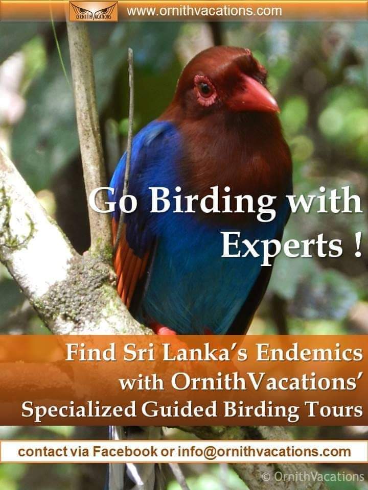 Ornithvacations~ Birding & Wildlife Holidays tweet media