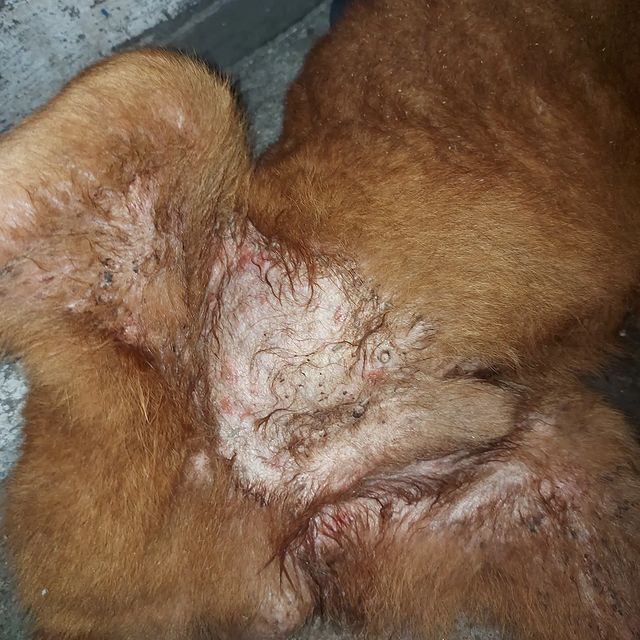 🚨🆘🆘Emergency🆘🆘🚨

this beautiful furry 🐕 is run over and street condition 💔😭
I need support to be able to save him🩺💉💊🩹

any help is good for him🙏

Who wants to support us donate via Paypal

donate: paypal.me/shelterrescue