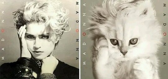 Tiofelino's tweet photo. Portadas clásicas de discos, con un toque gatuno (hilo) https://t.co/JBALuNUH17