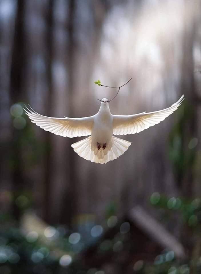 Die Mythen der Bibel, wie alle Mythen der Menschheit, sind für uns wertlos, 
solang wir sie nicht persönlich 
und für uns und unsere Zeit zu deuten wagen.
Dann aber können sie uns sehr wichtig werden.

Hermann Hesse 
    Buch: Ausgewählte Briefe