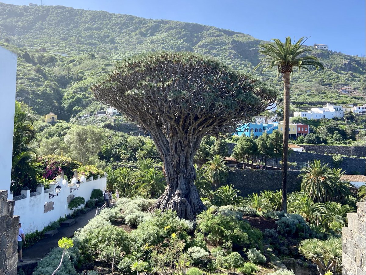 EstherChristina's tweet photo. Der Drago milenario im malerischen Ort Icod de los Vinos, das Bergdorf Masca im Teno-Gebirge und Los Gigantes mit seiner imposanten Steilküste.
#Urlaub #Teneriffa https://t.co/0A62p5nDBv