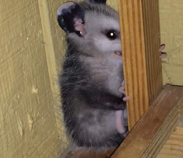 Possumeveryhour.io (@possumeveryhour) on Twitter photo 