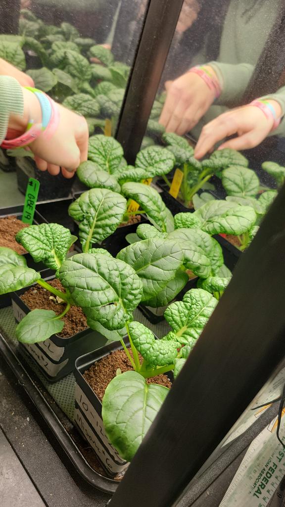 Zachwasmissing's tweet photo. We have harvested our misome and it went really well all of the plants are very healthy and the whole project was successful @_norwayneffa @NASA @GrowBeyondEarth @getMARSfarm https://t.co/qeN0JBwkWu