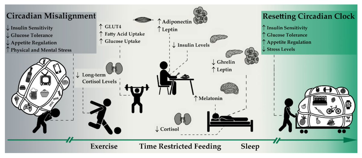 Circadian rhythms An aspect of human health & disease that's often ...