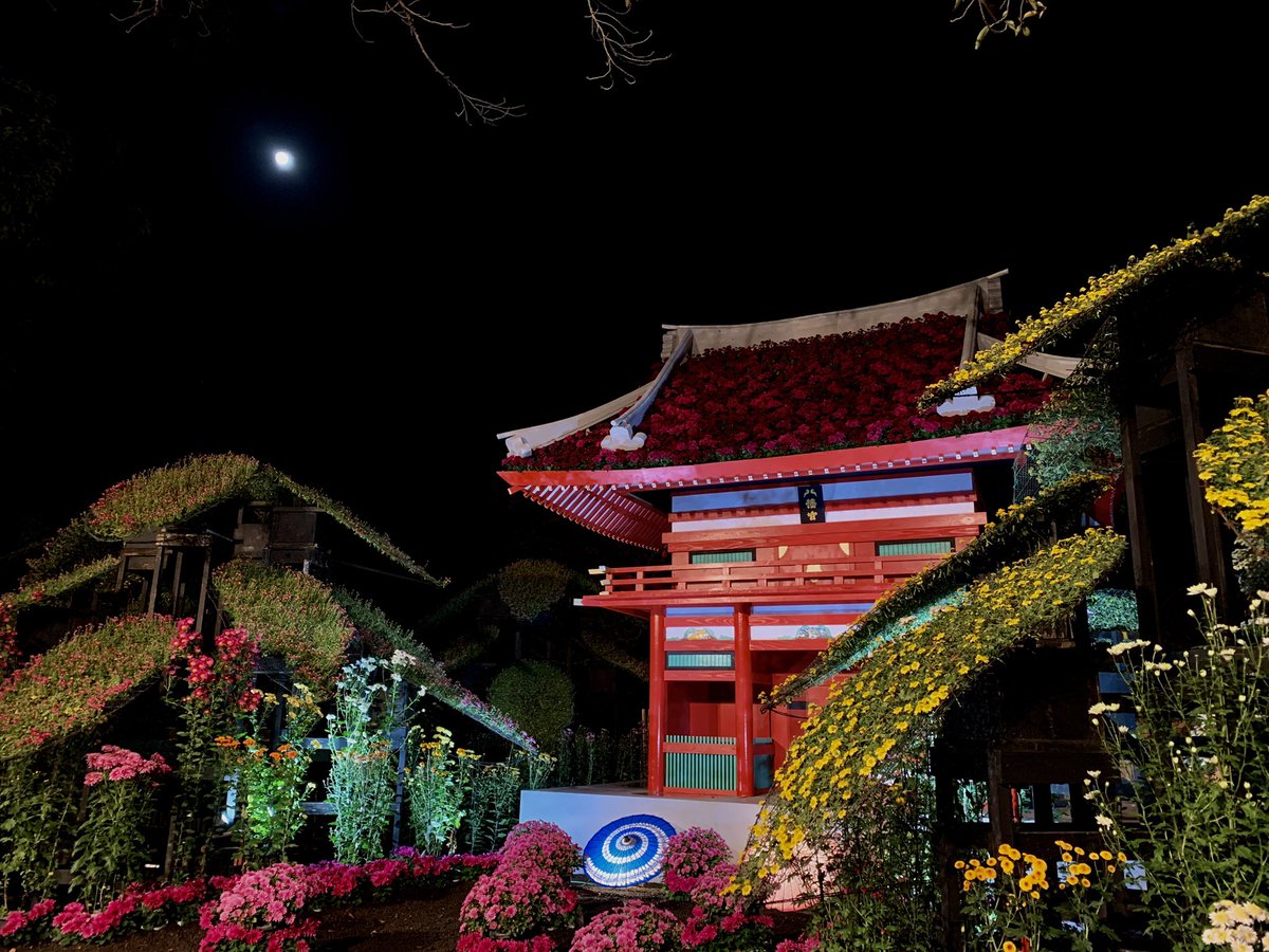monstar999999's tweet photo. 楽寿園の菊まつり　
菊も月も綺麗でした。

#三島 #楽寿園 #三島市観光アンバサダー https://t.co/ijYetmlpQ2