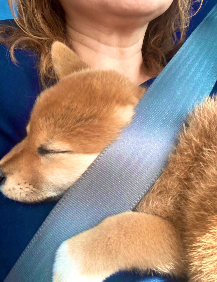 凪うち来て15日目
シートベルトはする派🐾
#お迎えした頃の自慢の一枚見せて