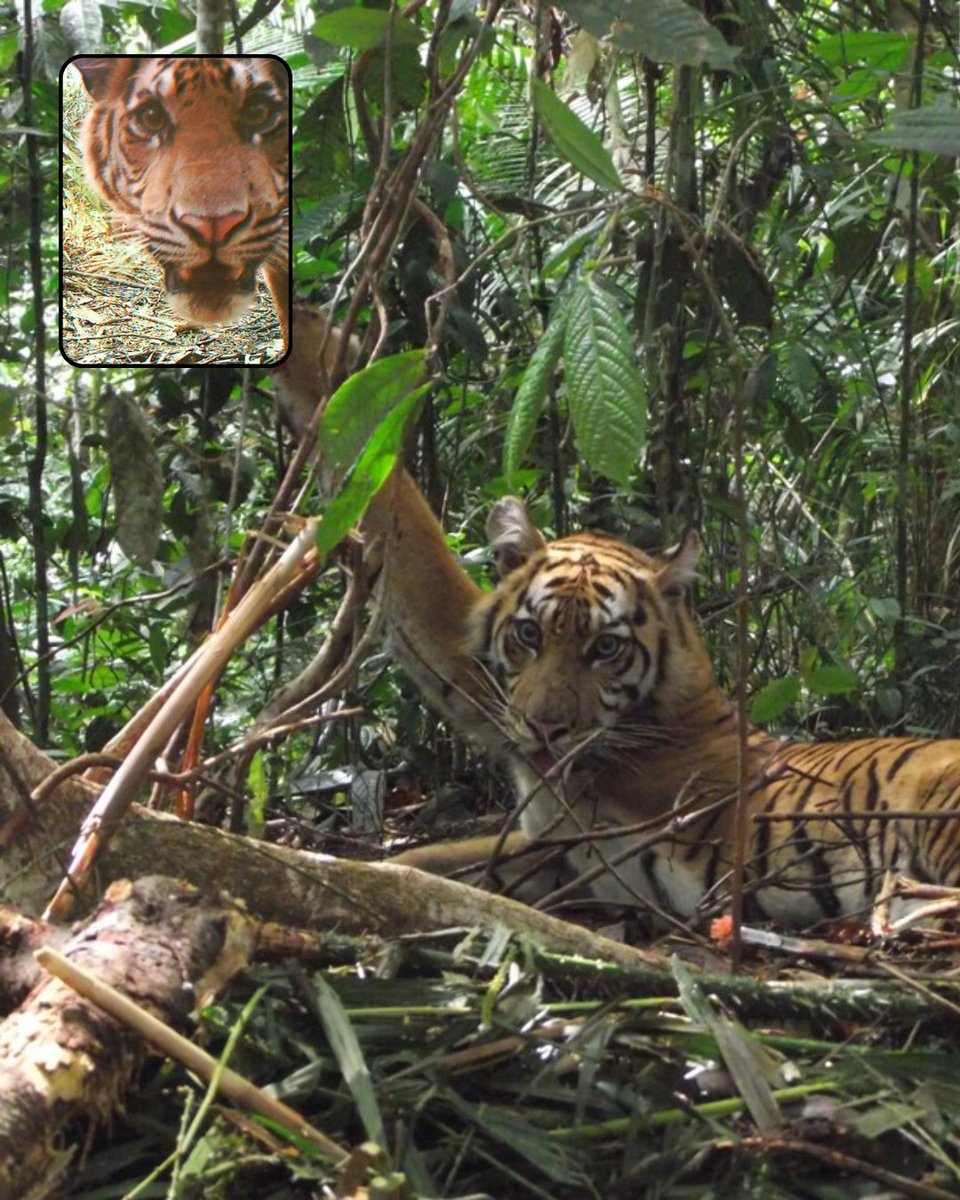 ConserveWildCat's tweet photo. POV: You stumble across your sibling caught in a snare in the forest but have no way of helping.
.
#ThroughTheEyeOfTheTiger #YearOfTheTiger #HumanTigerConflict #snaring #POV #TigerTrade #WildlifeCrime https://t.co/Oognc6IUAS