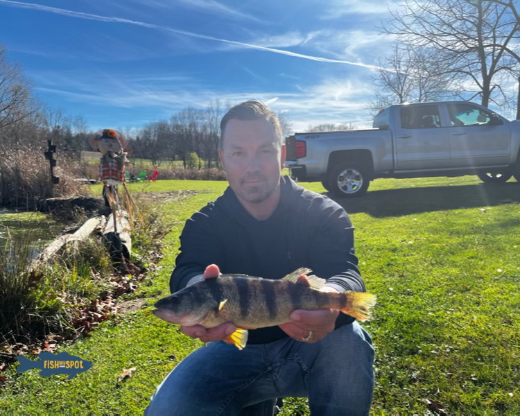 Do you fish for perch?  Full footers at Trophy Fishing in Green. fishmyspot.com/pond-details/6… #fishmyspot #fishforperch #perch #pondfishing #pondowner #gofish #gofishing #gonefishing #summitcounty #fallfishing