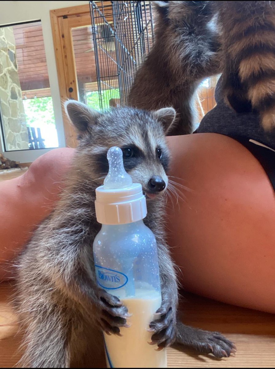 Raccoons Hourly (@raccoonhourly) on Twitter photo 