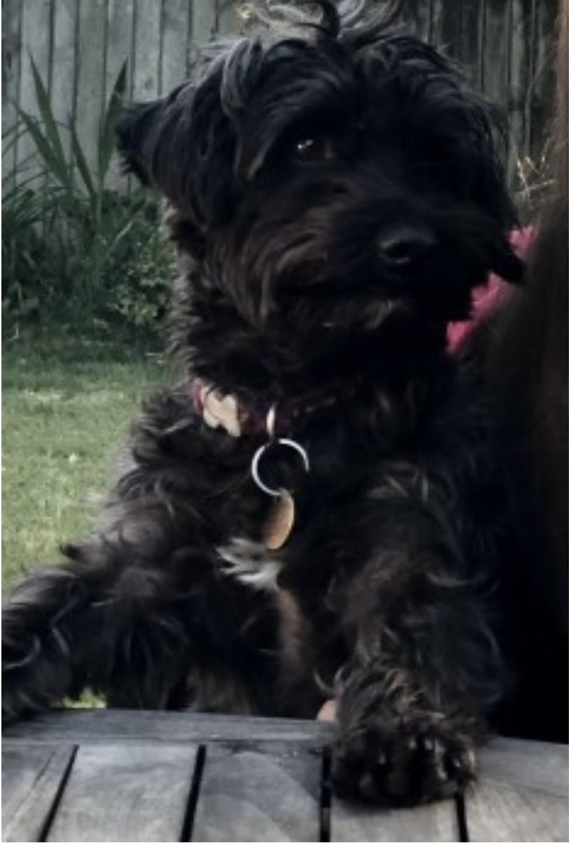 rosiedoc666's tweet photo. MILO missing #Terrier cross The Oaks, #WestByfleet #SURREY #KT14 29/10/22 LOCALS Pls CHECK GARDENS/SHEDS/GARAGES/OUTHOUSES ‼️PLEASE DONT APPROACH HIM IF SEEN 07971084893 / 07971171419
SCARED DUE TO FIREWORKS IN AREA
* WILL BE FRIGHTENED & DISORIENTED 🆘
https://t.co/bbWHgI44s1 https://t.co/qBSPu4fUMy