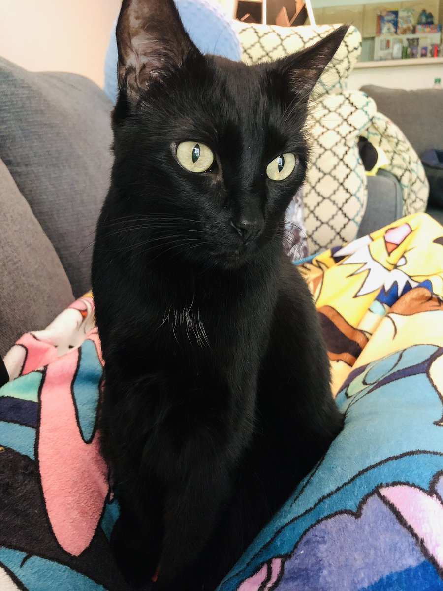 mellowdawn's tweet photo. @ColeTheBlackCat Determined. https://t.co/jsNOqZ3Sbb