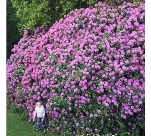 100 year old rhododendron and the woman who planted it.