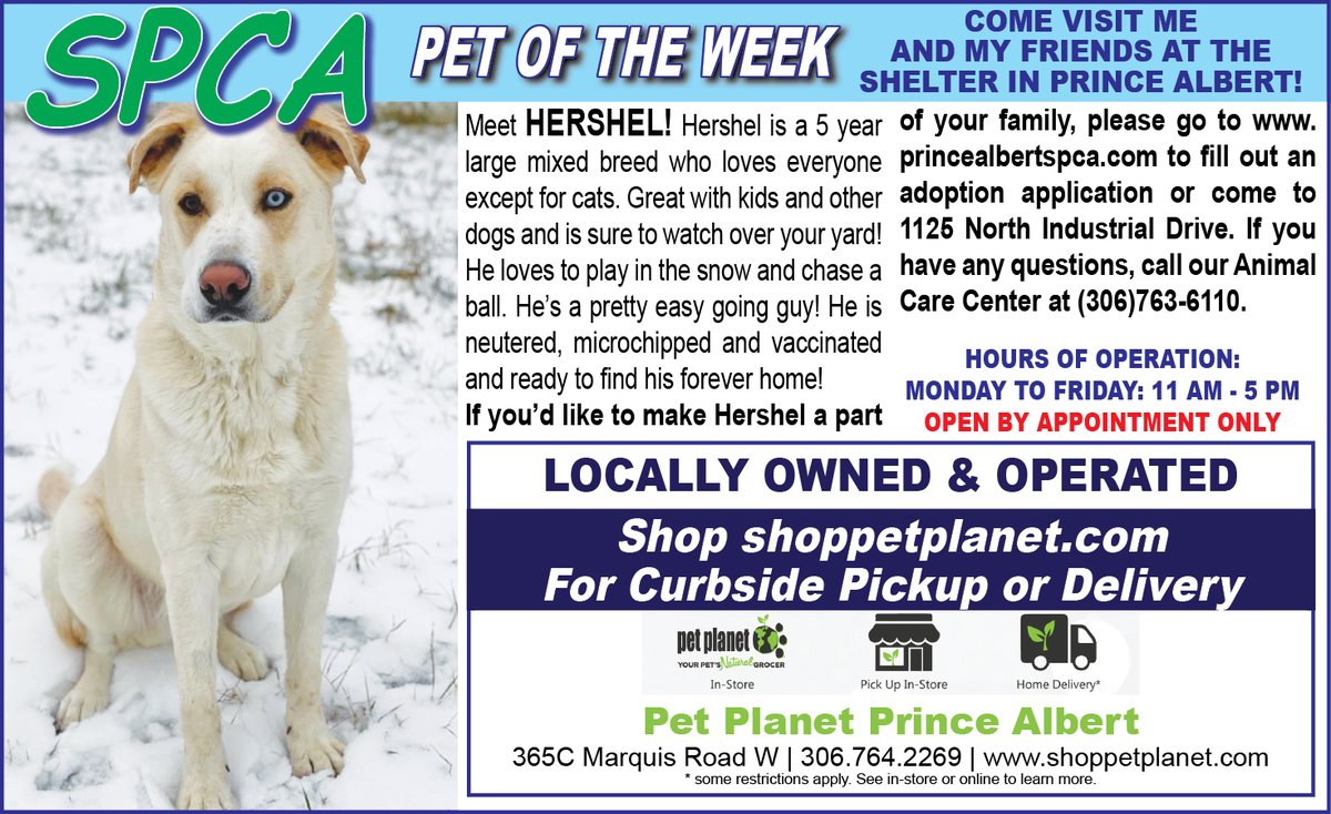 PAShopper's tweet image. SPCA - Pet of the Week
princealbertshopper.com/spca
#SPCA #PetoftheWeek #princealbertshopper