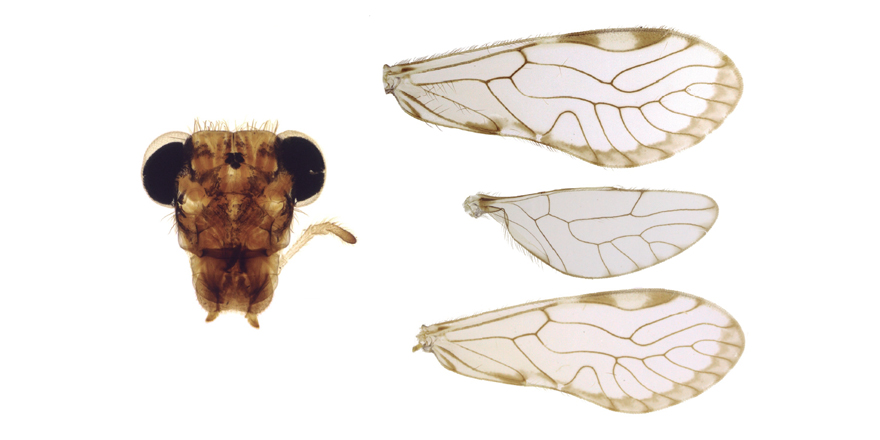 Publi_MNHN's tweet photo. [#Zoosystema] The genus Ptiloneura Enderlein, 1901 (Psocodea, ‘Psocoptera’, Ptiloneuridae) in the Brazilian Amazon Forest and Atlantic Forest: new species, variations in forewings and a key to the species.

🔗 https://t.co/IiJWuum89D
✒️ @mcutrimc et al.
#newspecies #Psocodea https://t.co/qkD0mNouap