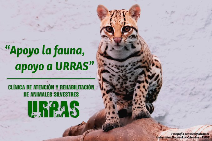 Universidad Nacional de Colombia tweet media