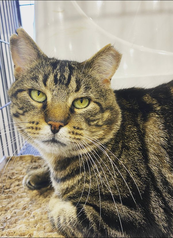 KizzysPlace's tweet photo. Who is this absolute STUD? 😍 😍 It's Forrest!  Forrest is as sweet as they come and welcomes a good head scratch. He is very vocal and loves to eat. So, if you have a pocket full of treats you’ve found your new best friend!   

Apply Today ➡️ ➡️ ! https://t.co/HIbmei2xO0 https://t.co/PGHOpiV4bf