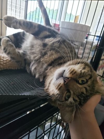 KizzysPlace's tweet photo. Who is this absolute STUD? 😍 😍 It's Forrest!  Forrest is as sweet as they come and welcomes a good head scratch. He is very vocal and loves to eat. So, if you have a pocket full of treats you’ve found your new best friend!   

Apply Today ➡️ ➡️ ! https://t.co/HIbmei2xO0 https://t.co/PGHOpiV4bf