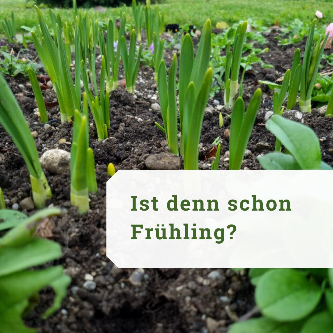 So mancher Frühlingsbote beginnt in unserem Schmuckhof aktuell zu blühen. Tulpen, Narzissen und co. sind sichtlich vom warmen Herbstwetter verwirrt. Grund für die verfrühte Blüte ist der fortschreitende Klimawandel, der die Durchschnittstemperaturen deutlich ansteigen lässt.