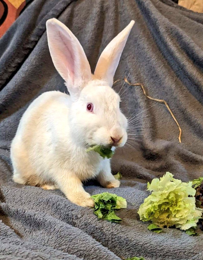 What did Twixy say before her meal?  Lettuce 🙏